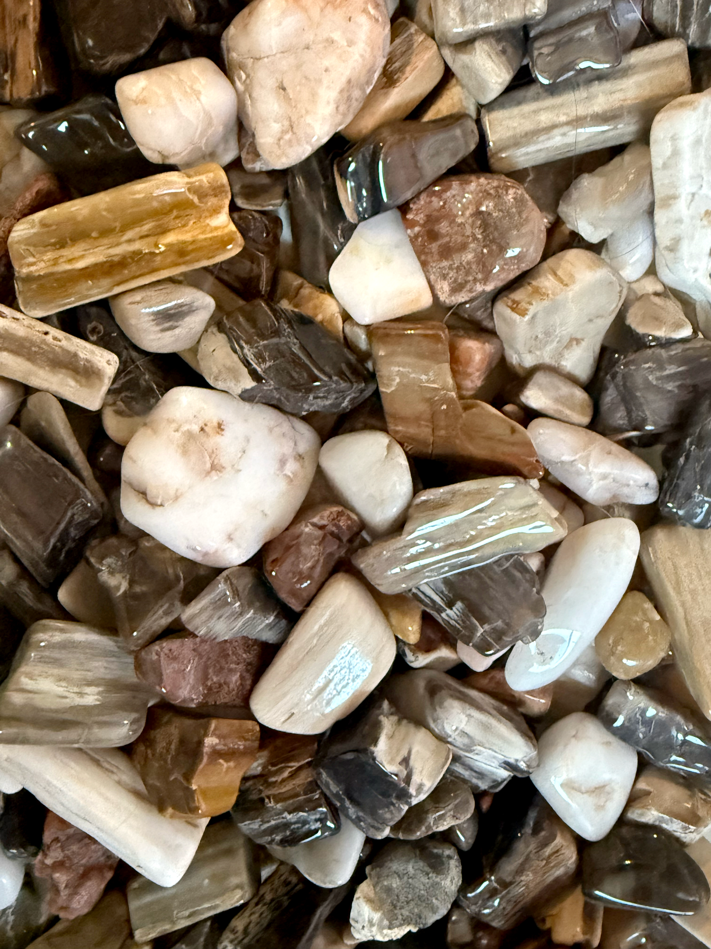 Polished Petrified Wood - 5pcs