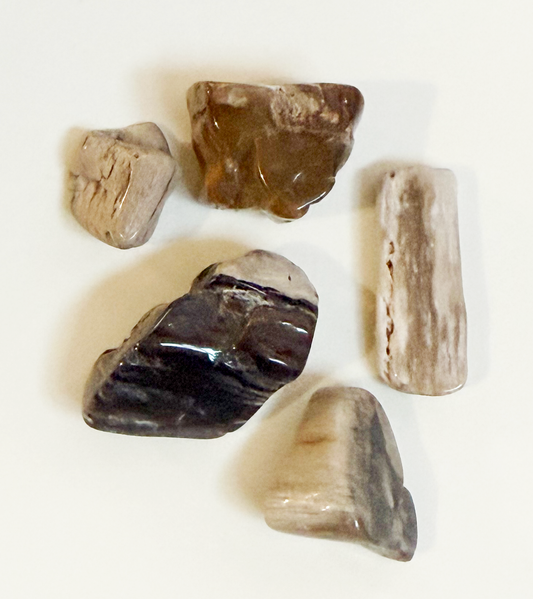 Polished Petrified Wood - 5pcs